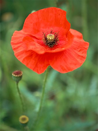 Close-Up of Poppy Stock Photo - Rights-Managed, Code: 700-00404167