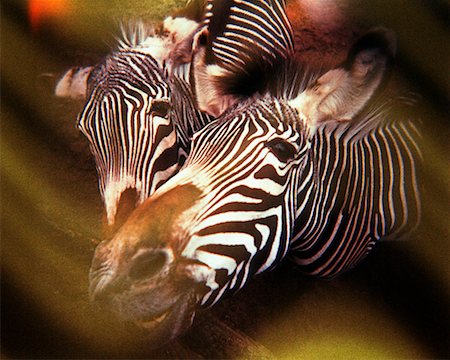 simsearch:700-02659794,k - Zwei Zebras Stockbilder - Lizenzpflichtiges, Bildnummer: 700-00424029