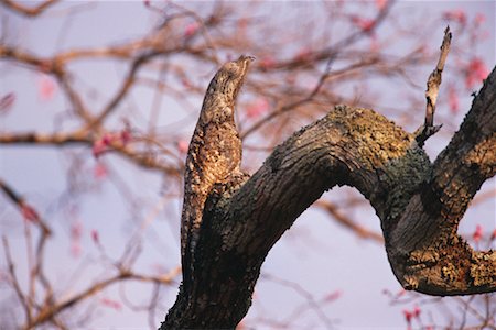 Great Potoo on Perch, Pantanal, Brazil Stock Photo - Rights-Managed, Code: 700-00424274