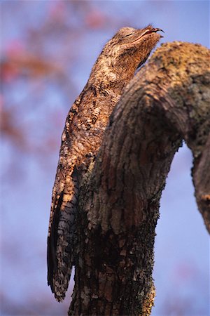 simsearch:6110-08715140,k - Great Potoo on Perch, Pantanal, Brazil Foto de stock - Con derechos protegidos, Código: 700-00424275