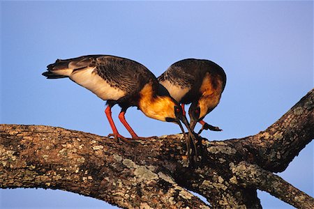 Birds on Branch, Pantanal, Brazil Stock Photo - Rights-Managed, Code: 700-00424277