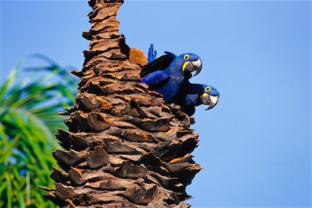 pantanal - Hyacinth Macaws in Tree, Pantanal, Brazil Stock Photo - Rights-Managed, Code: 700-00424287