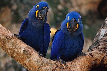 Hyacinth Macaws in Tree, Pantanal, Brazil Foto de stock - Con derechos protegidos, Código: 700-00424283