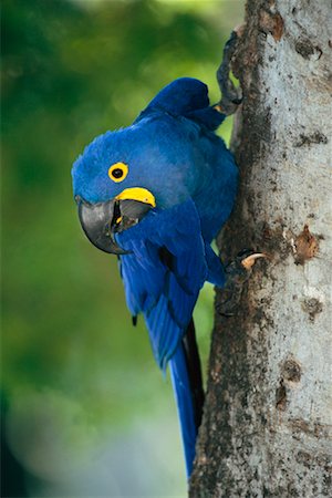 pantanal animals - Hyacinth Macaw on Tree, Pantanal, Brazil Stock Photo - Rights-Managed, Code: 700-00424290