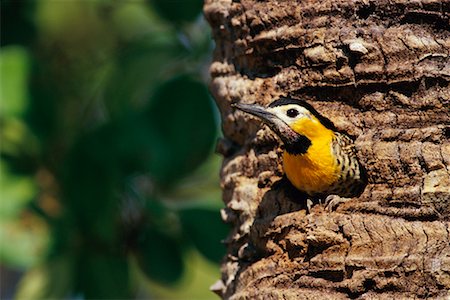 simsearch:700-00424347,k - Campo Flicker, Pantanal, Brésil Photographie de stock - Rights-Managed, Code: 700-00424292