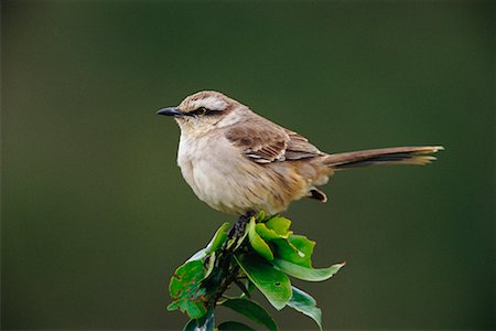 Craie à sourcils Mockingbird, Pantanal, Brésil Photographie de stock - Rights-Managed, Code: 700-00424305