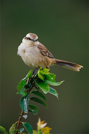 Craie à sourcils Mockingbird, Pantanal, Brésil Photographie de stock - Rights-Managed, Code: 700-00424306