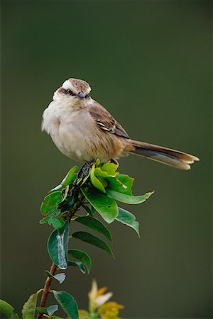 pantanal rainforest images - Chalk Browed Mockingbird, Pantanal, Brazil Stock Photo - Rights-Managed, Code: 700-00424306