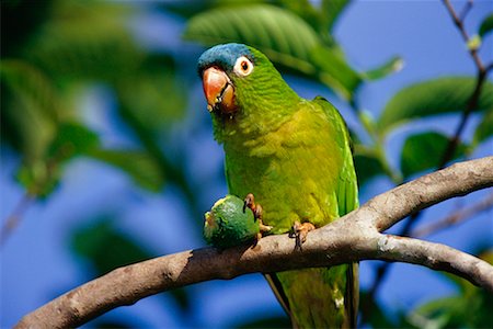 periquito - Blue-Crowned Parakeet, Pantanal, Brazil Foto de stock - Con derechos protegidos, Código: 700-00424307