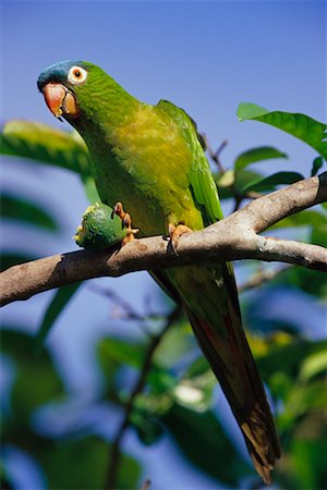Conure à tête bleue Pantanal, Brésil Photographie de stock - Rights-Managed, Code: 700-00424308