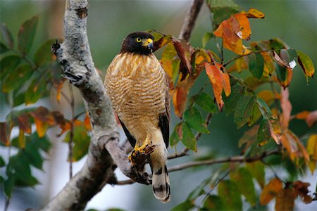 Roadside Hawk, Pantanal, Brazil Stock Photo - Rights-Managed, Code: 700-00424302