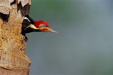 Lineated Woodpecker at Nest, Pantanal, Trnaspantaneira, Brazil Stock Photo - Rights-Managed, Code: 700-00424318