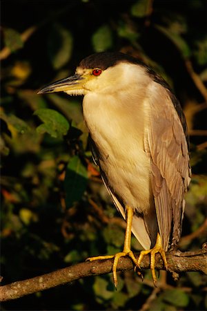 Black Crowned Night Herons Fotografie stock - Rights-Managed, Codice: 700-00424324