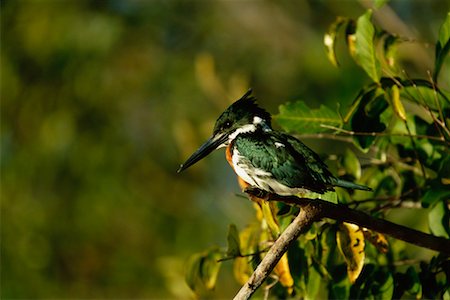 simsearch:700-00424338,k - Amazon Kingfisher Foto de stock - Con derechos protegidos, Código: 700-00424325