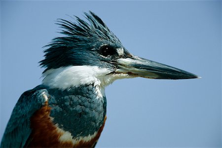 simsearch:700-00156276,k - Kingfisher annelé, Pantanal, Brésil Photographie de stock - Rights-Managed, Code: 700-00424329