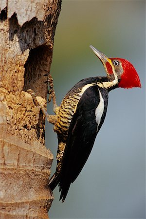 pantanal - Lineated Woodpecker at Nest, Pantanal, Transpantaneira, Brazil Stock Photo - Rights-Managed, Code: 700-00424320