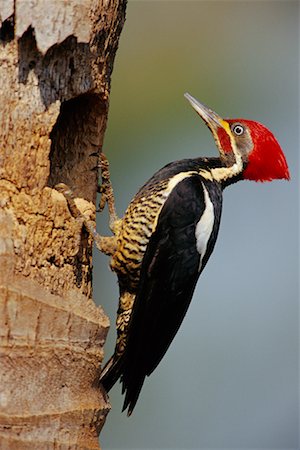 Lineated Woodpecker at Nest, Pantanal, Transpantaneira, Brazil Stock Photo - Rights-Managed, Code: 700-00424320