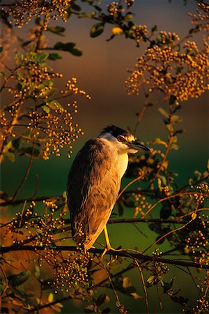 simsearch:700-00424368,k - Black Crowned Night Heron Stock Photo - Rights-Managed, Code: 700-00424322
