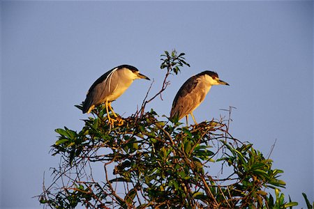 Black Crowned Night Herons Fotografie stock - Rights-Managed, Codice: 700-00424323