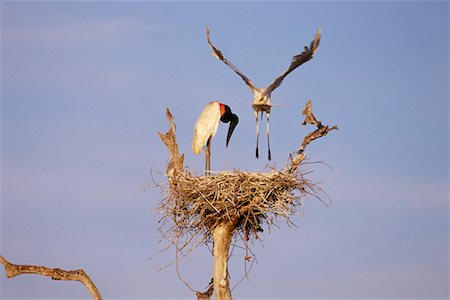 stork's nest - Jabiru Storks at Nest Foto de stock - Con derechos protegidos, Código: 700-00424334