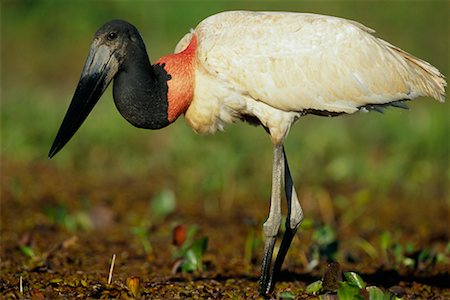 simsearch:700-00156276,k - Gros plan du Jabiru d'Amérique Photographie de stock - Rights-Managed, Code: 700-00424336