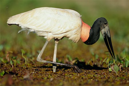 simsearch:700-00424360,k - Close-Up of Jabiru Stork Fotografie stock - Rights-Managed, Codice: 700-00424337