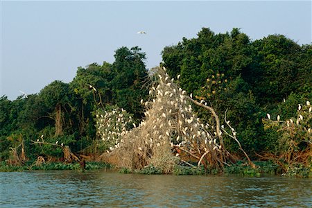 Cattle Egrets at Roost Foto de stock - Con derechos protegidos, Código: 700-00424339