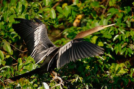 simsearch:700-00426061,k - Anhinga Foto de stock - Con derechos protegidos, Código: 700-00424345