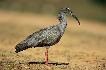 simsearch:700-00164963,k - Plumbeous Ibis Stock Photo - Rights-Managed, Code: 700-00424349