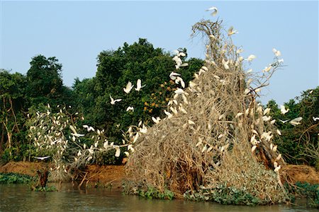 Cattle Egrets at Roost Foto de stock - Con derechos protegidos, Código: 700-00424340