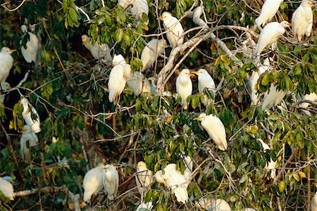 simsearch:700-00424386,k - Group of Cattle Egrets Stock Photo - Rights-Managed, Code: 700-00424341