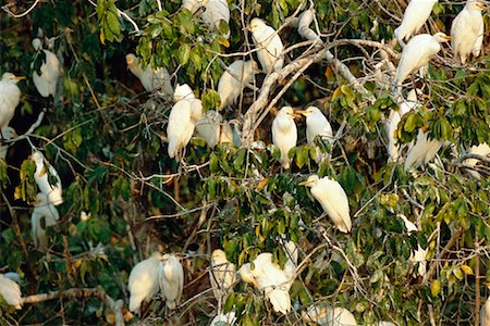 Group of Cattle Egrets Foto de stock - Con derechos protegidos, Código: 700-00424341