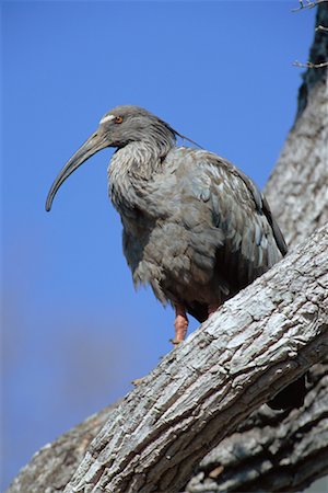 Plumbeous Ibis Stock Photo - Rights-Managed, Code: 700-00424350