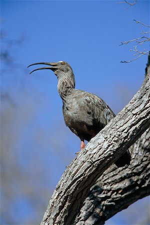 Plumbeous Ibis Stock Photo - Rights-Managed, Code: 700-00424351