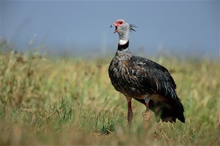 simsearch:700-00424338,k - Southern Screamer Foto de stock - Con derechos protegidos, Código: 700-00424353