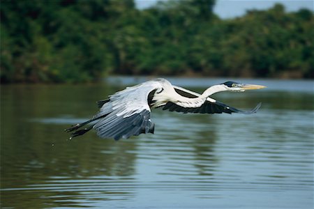 simsearch:700-00164958,k - Cocoi Heron, Pantanal, Brazil Foto de stock - Con derechos protegidos, Código: 700-00424360