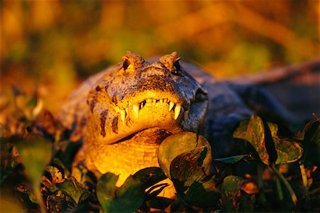 Caïmans, Pantanal, Brésil Photographie de stock - Rights-Managed, Code: 700-00424363