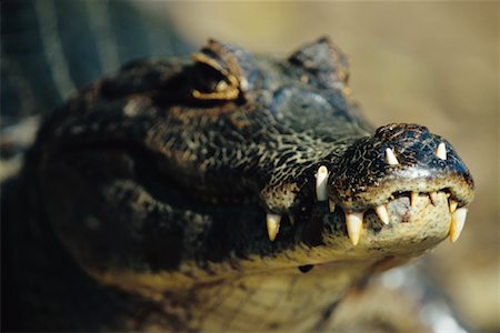 Caïmans, Pantanal, Brésil Photographie de stock - Rights-Managed, Code: 700-00424374