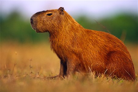 Capybara, Pantanal, Brazil Stock Photo - Rights-Managed, Code: 700-00424375