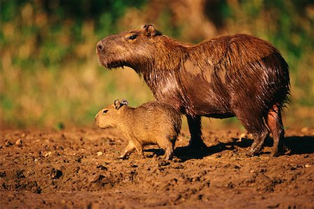 simsearch:700-00549756,k - Capybara et bébé, Pantanal, Brésil Photographie de stock - Rights-Managed, Code: 700-00424376