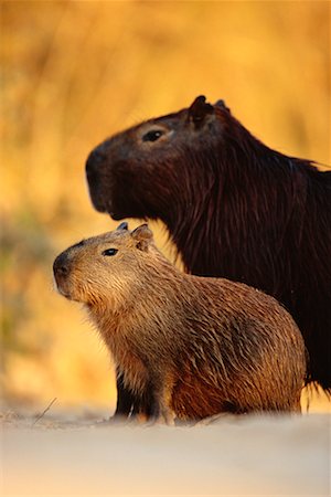 Capybara et bébé, Pantanal, Brésil Photographie de stock - Rights-Managed, Code: 700-00424377