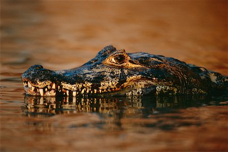 Cayman, Pantanal, Brazil Stock Photo - Rights-Managed, Code: 700-00424371