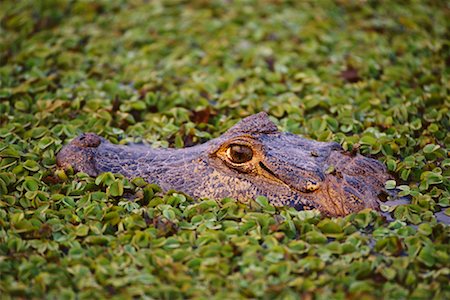 Caïmans, Pantanal, Brésil Photographie de stock - Rights-Managed, Code: 700-00424372