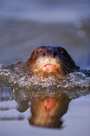 pantanal - Giant River Otter, Pantanal, Brazil Stock Photo - Rights-Managed, Code: 700-00424381
