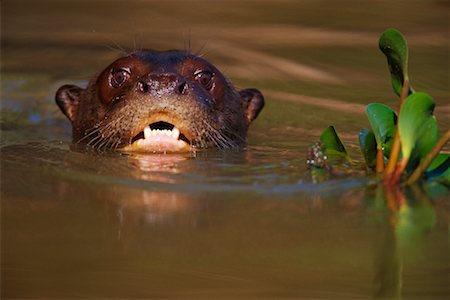 Loutre de rivière géant, Pantanal, Brésil Photographie de stock - Rights-Managed, Code: 700-00424382