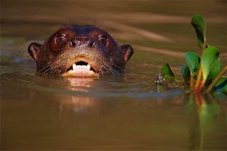 pteronura brasiliensis - Loutre de rivière géant, Pantanal, Brésil Photographie de stock - Rights-Managed, Code: 700-00424382