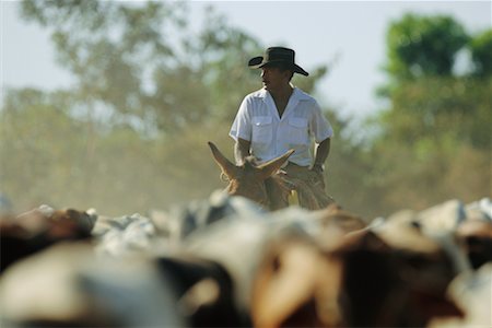 pantanal people - Cattle Drive, Pantanal, Transpantaneira, Brazil Stock Photo - Rights-Managed, Code: 700-00424394