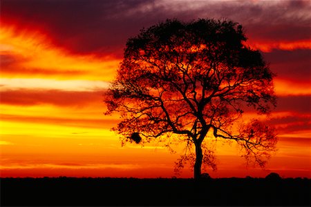 Coucher du soleil, Pantanal, Transpantaneira, Brésil Photographie de stock - Rights-Managed, Code: 700-00424395