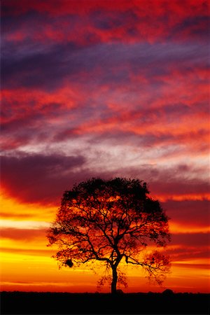 Coucher du soleil, Pantanal, Transpantaneira, Brésil Photographie de stock - Rights-Managed, Code: 700-00424396