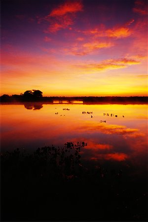 sunrise in pantanal - Sunrise, Pantanal, Transpantaneira, Brazil Stock Photo - Rights-Managed, Code: 700-00424398